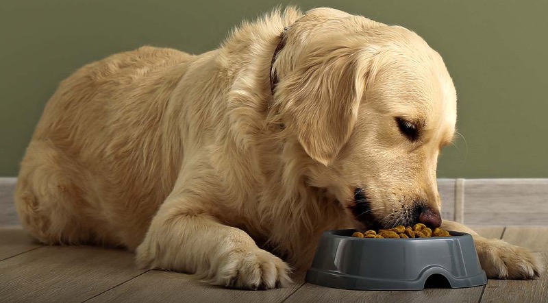 A importância da posição correta do seu pet na hora de se alimentar