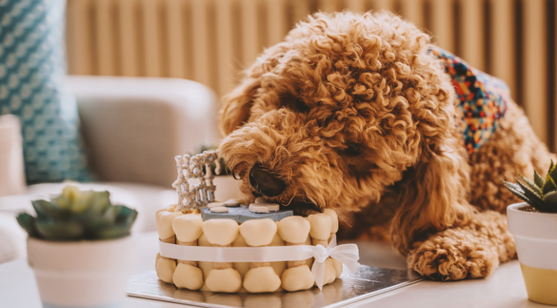 PetCake Belém traz bolos saudáveis e divertidos para pets; confira