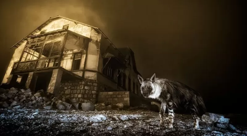 Foto de hiena-marrom que levou 10 anos para ser feita vence concurso internacional
