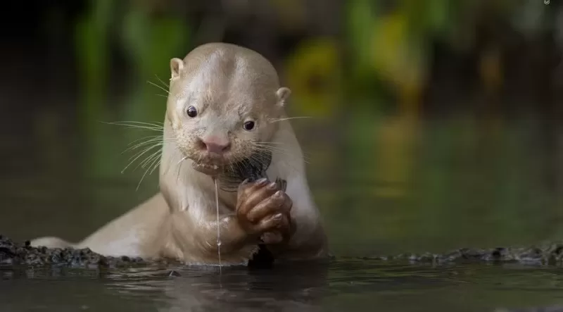Golfinhos, flamingos e lontras: veja imagens do prêmio internacional de fotografia da natureza