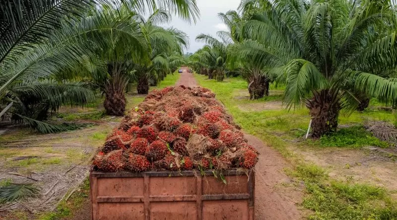 Com crescimento histórico, Pará se torna o maior produtor de dendê do Brasil