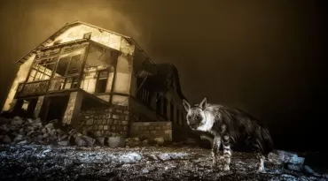 Foto de hiena-marrom que levou 10 anos para ser feita vence concurso internacional