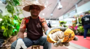 Pará impulsiona cadeia do cacau com incentivo à produção e fomento à exportação