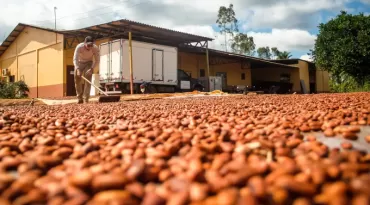 Bioeconomia da sociobiodiversidade movimenta mais de R$ 13 bilhões por ano no Pará