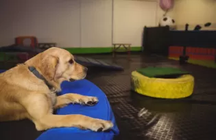 Férias escolares aquecem mercado pet e impulsionam procura por hotéis, creches e serviços especializados para animais