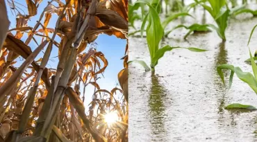 Próximo El Niño pode ser um dos mais fortes dos últimos 150 anos, alerta físico da USP