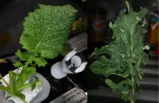 Horta Espacial: astronautas da NASA cultivam e comem verduras plantadas na ISS
