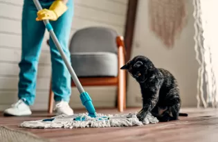 Casa com pets: como limpar pisos, tecidos e objetos sem comprometer a saúde e o bem-estar dos animais
